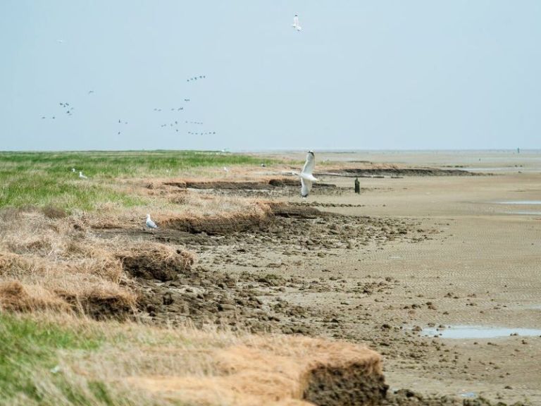 Oerd en Hôn - VVV Ameland