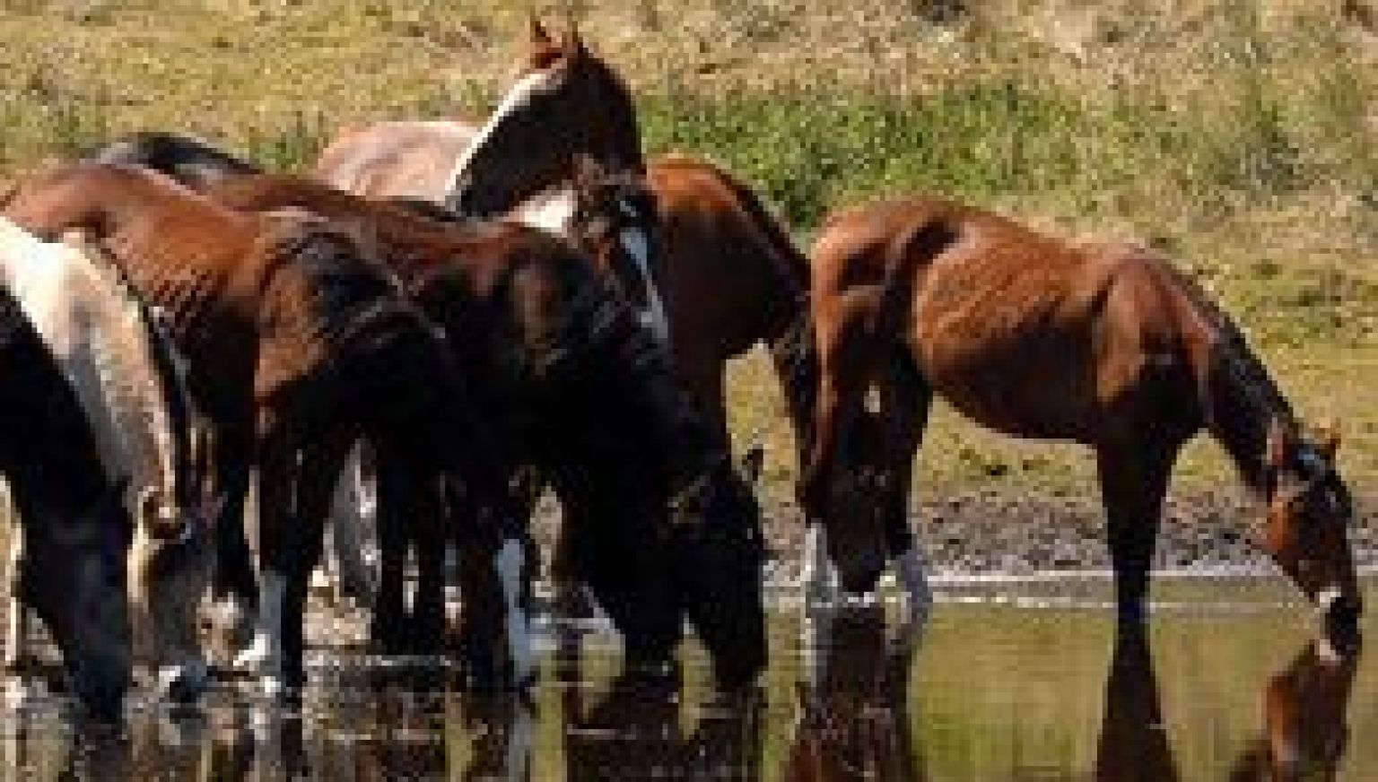 Paardeneiland Ameland - VVV Ameland