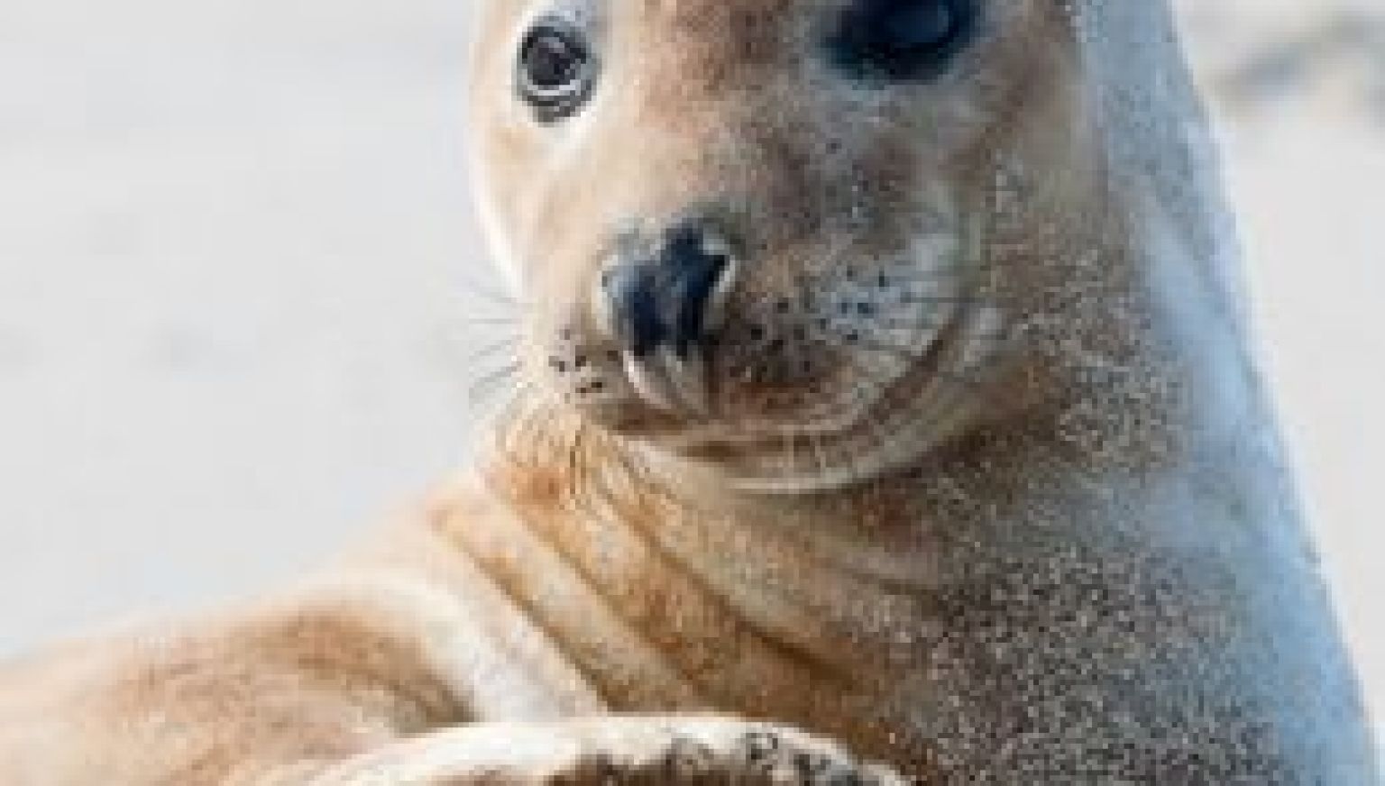 Spreekbeurtpakket Ameland