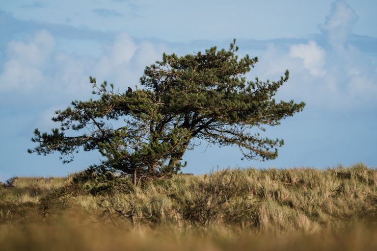 Goede voornemens? Begin op Ameland! - VVV Ameland