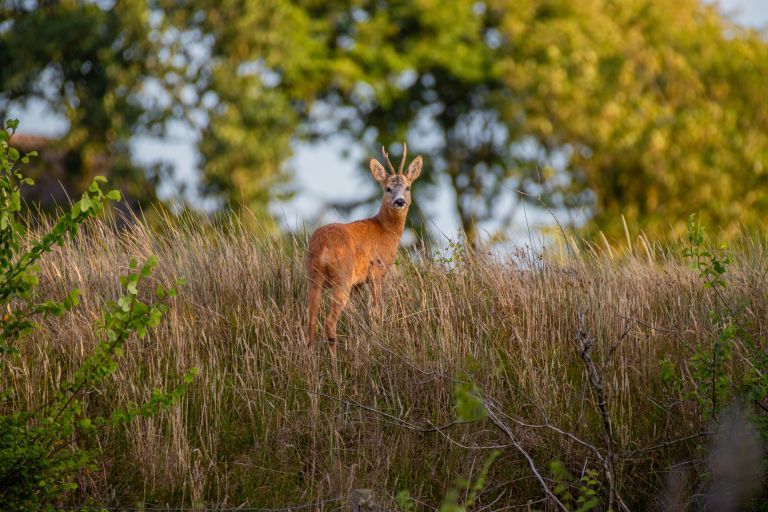 Goede voornemens? Begin op Ameland! - VVV Ameland