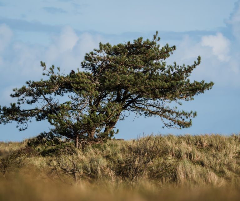 Wandelen op Ameland - VVV Ameland