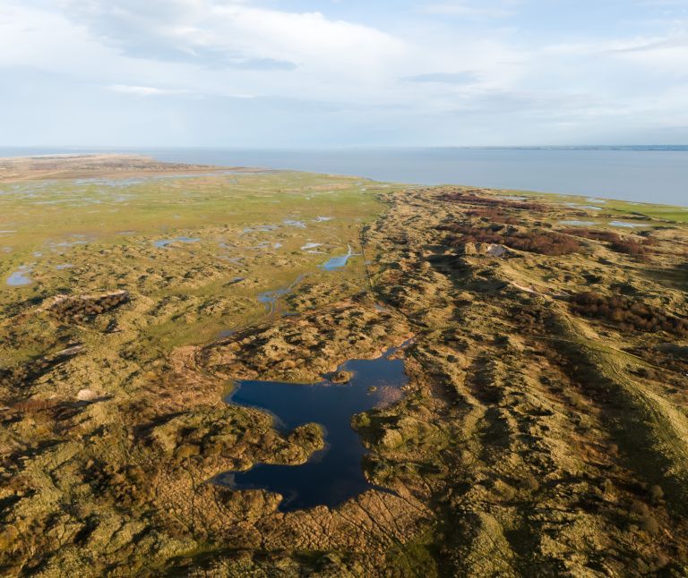 Bruine Kiekendief - VVV Ameland