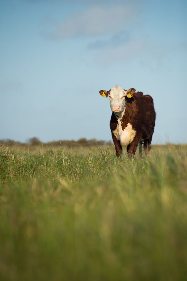 Amelands Produktarrangement - VVV Ameland