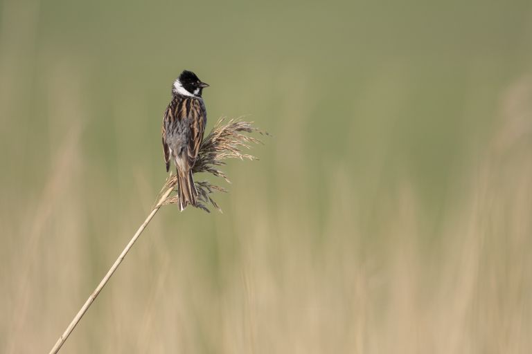 Lente op Ameland: jouw ultieme voorjaarsuitje - VVV Ameland