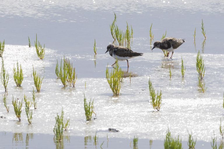 Lente op Ameland: jouw ultieme voorjaarsuitje - VVV Ameland