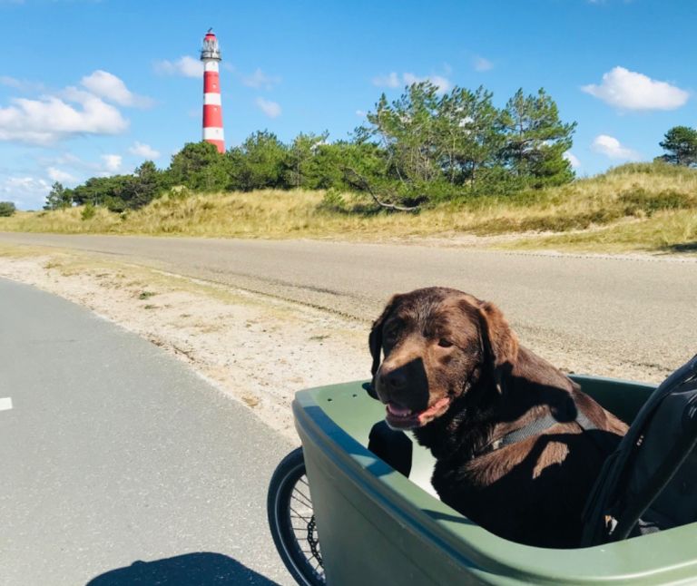 Last-minutes met Hond - VVV Ameland