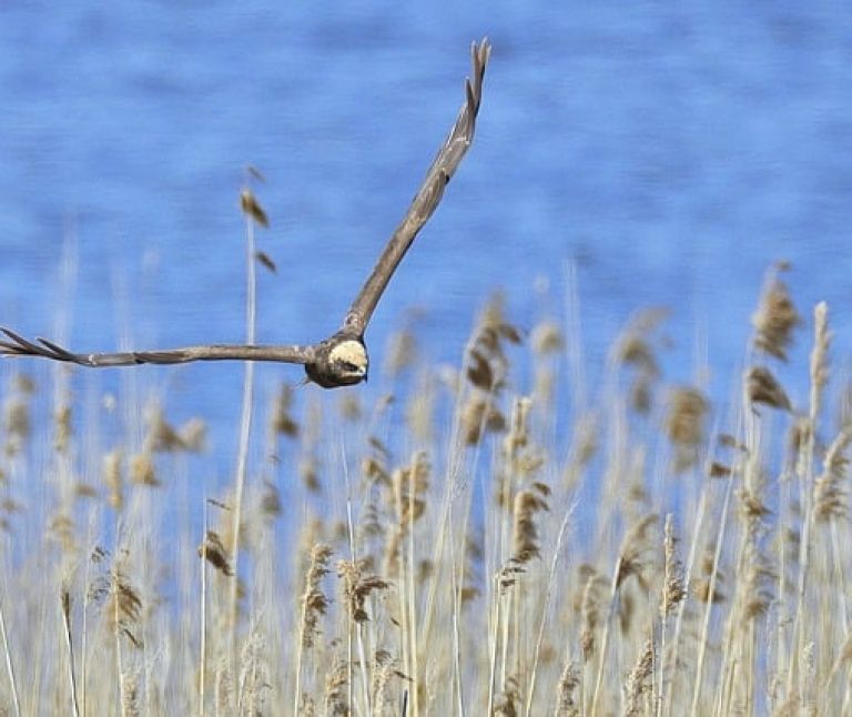 Bruine Kiekendief - VVV Ameland