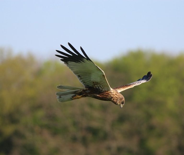 Bruine Kiekendief - VVV Ameland