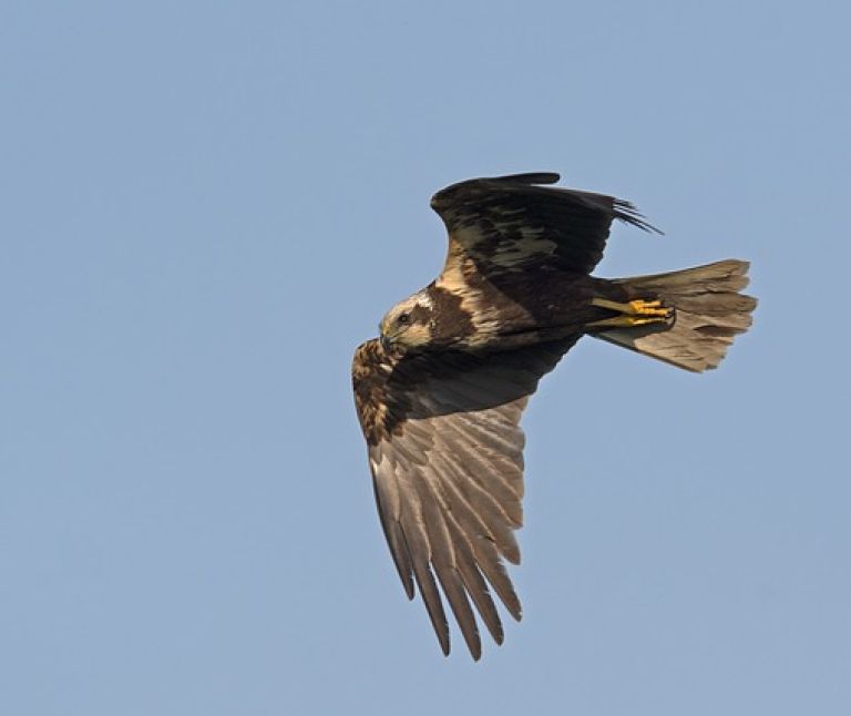 Bruine Kiekendief - VVV Ameland