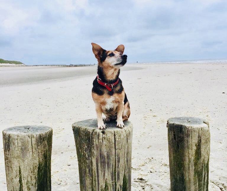 Last-minutes met Hond - VVV Ameland