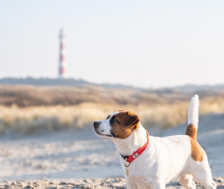 Last-minutes met Hond - VVV Ameland