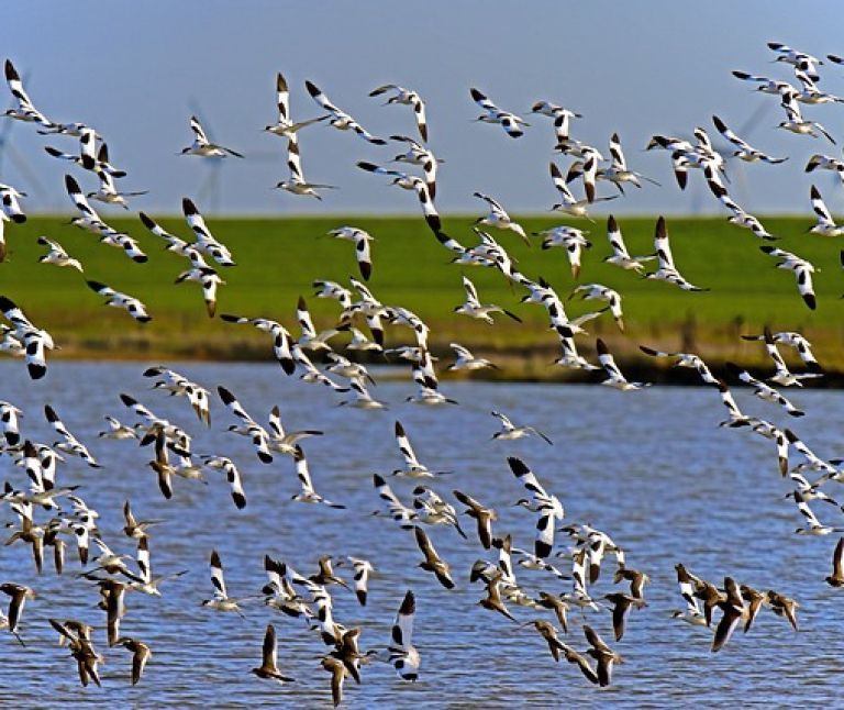 Kluut - VVV Ameland