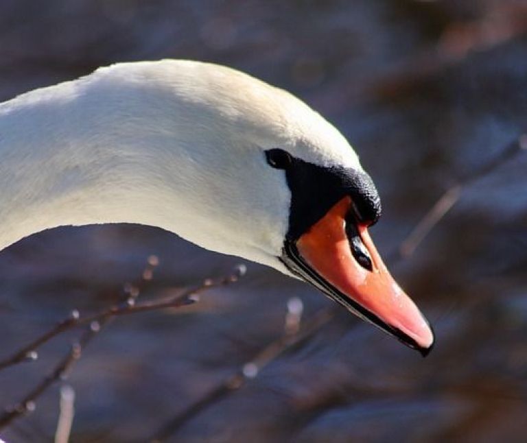 Knobbelzwaan - VVV Ameland