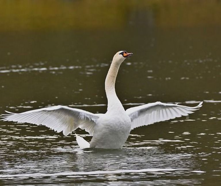 Knobbelzwaan - VVV Ameland