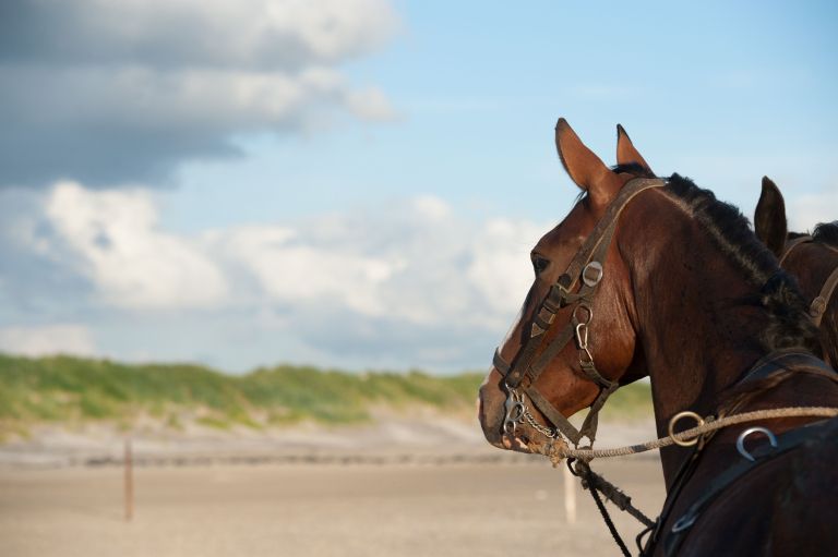 Demonstratie paardenreddingboot - VVV Ameland