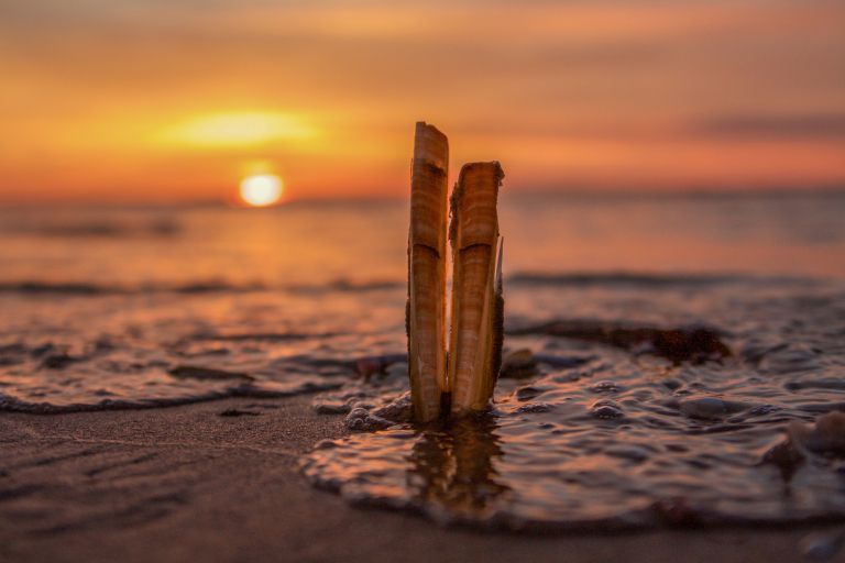 Algemene Voorwaarden Flessenpost & Inzendingen Foto’s - VVV Ameland