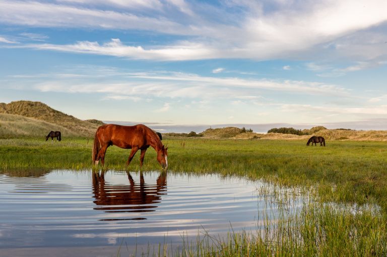 Tijd voor jezelf? Tijd voor Ameland! - VVV Ameland