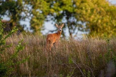 Algemene Voorwaarden Flessenpost & Inzendingen Foto’s - VVV Ameland