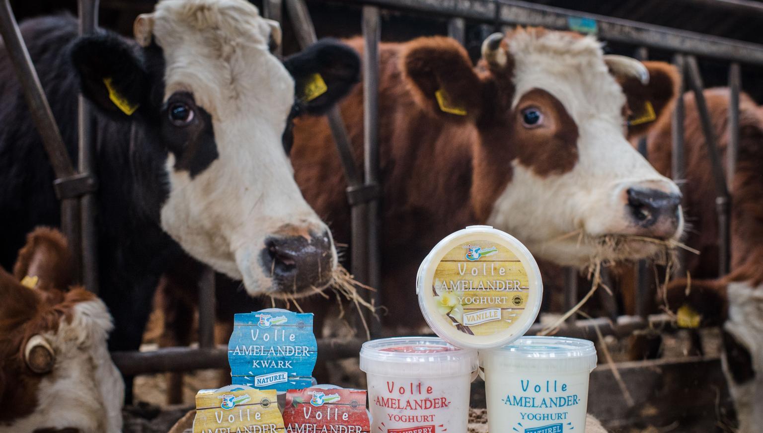 Ameländer, biologisch Rindfleisch - Ameländer Produkte - VVV Ameland