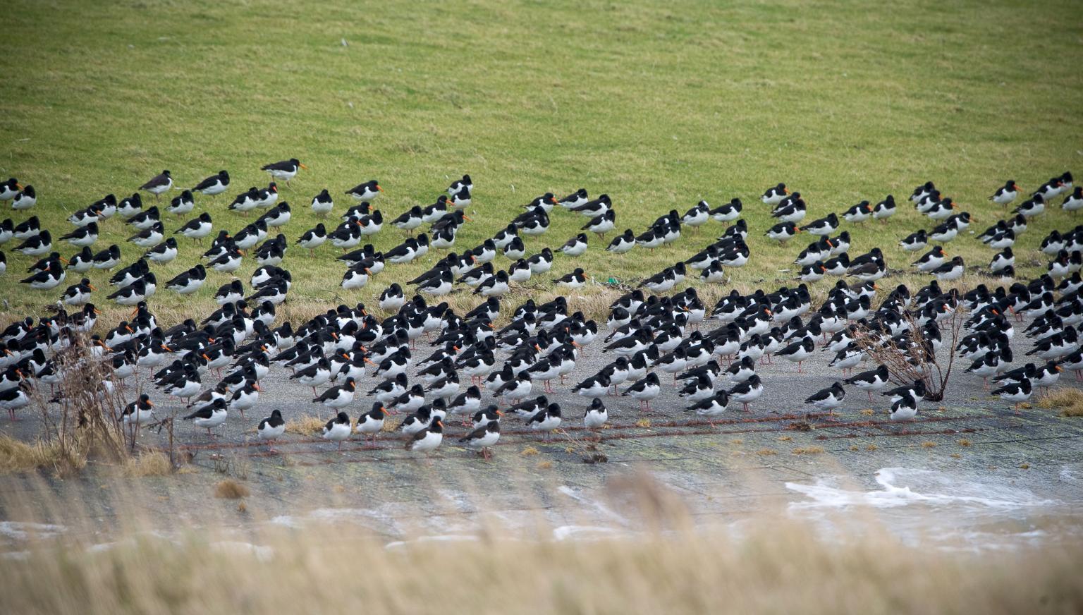 Vogels op Ameland - VVV Ameland