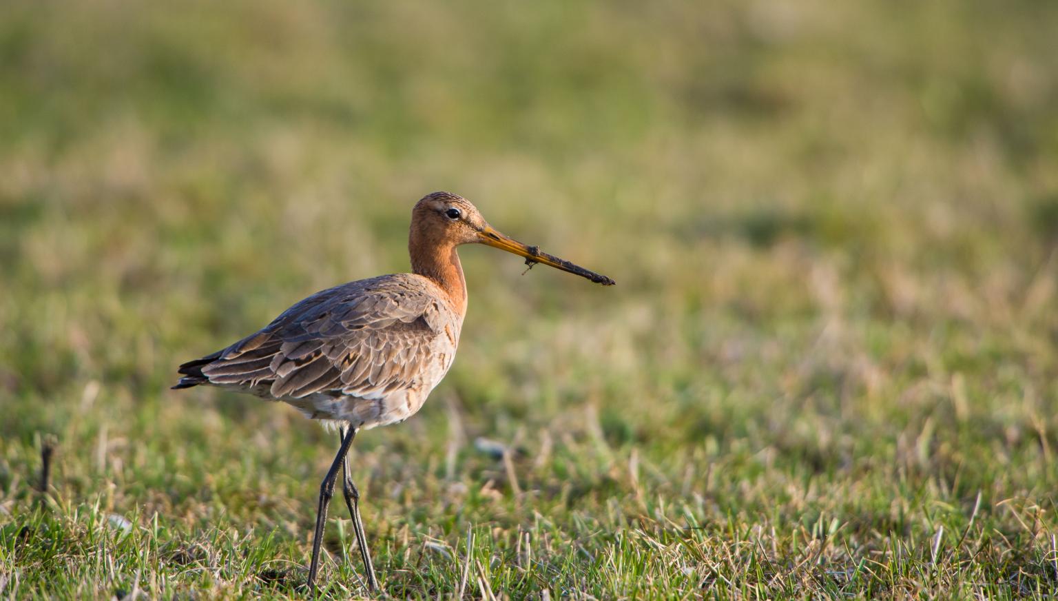 Dierenwelzijn - VVV Ameland