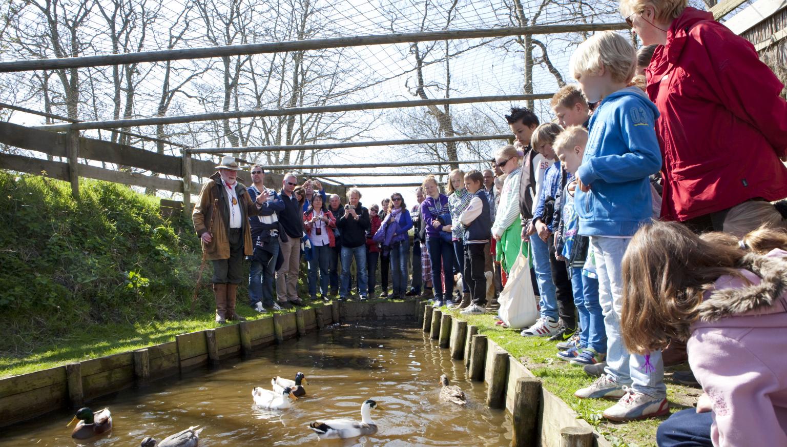 Excursie in de eendenkooi - VVV Ameland