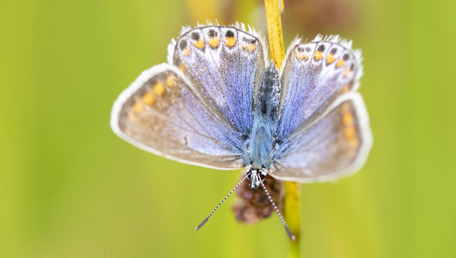 Flora und fauna auf Ameland