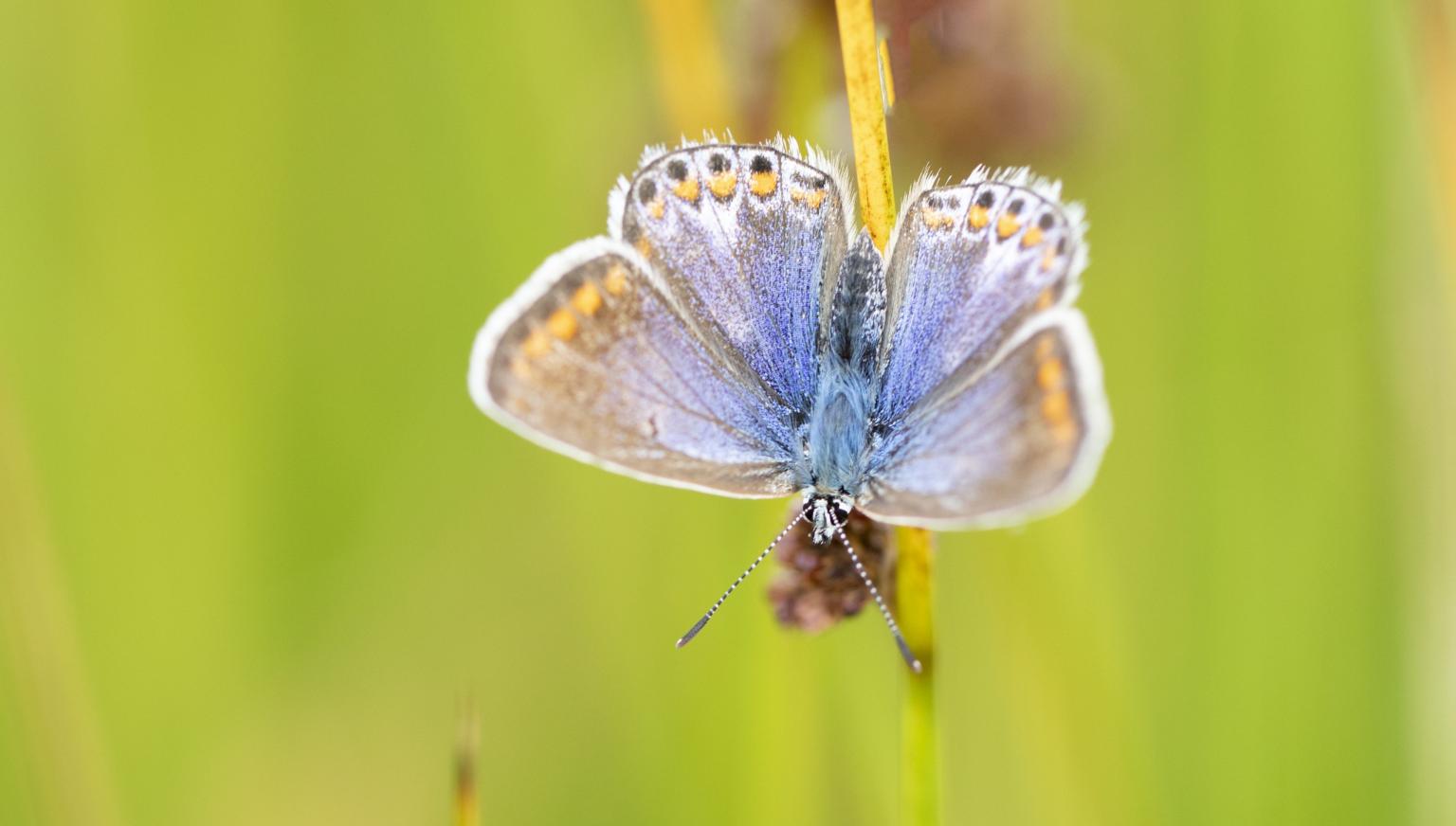 Flora and fauna on Ameland