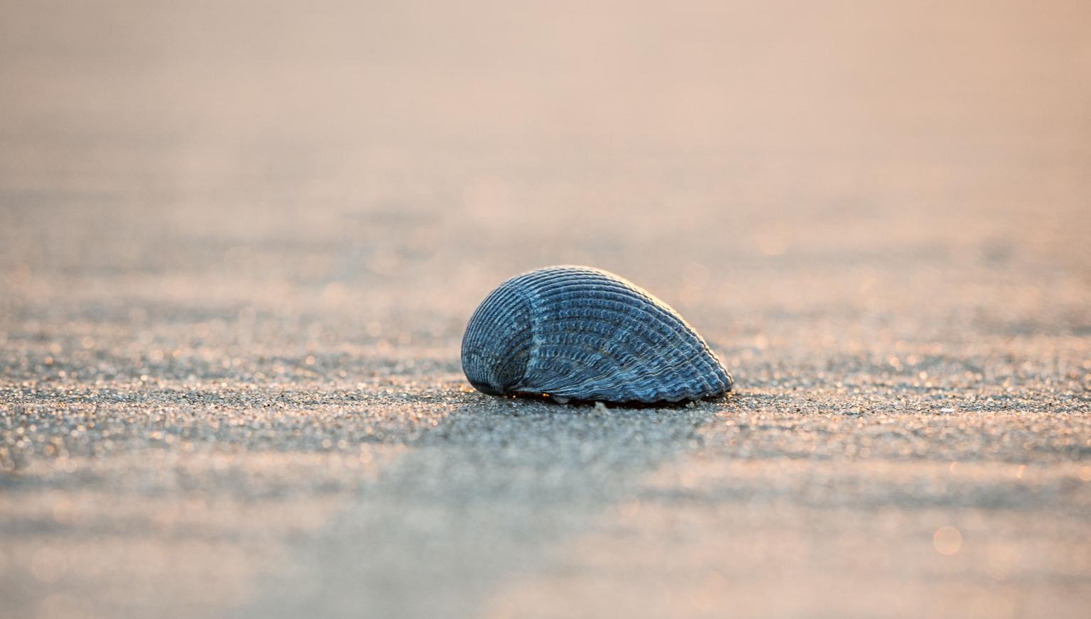 Massage - Bedrijvengids VVV Ameland