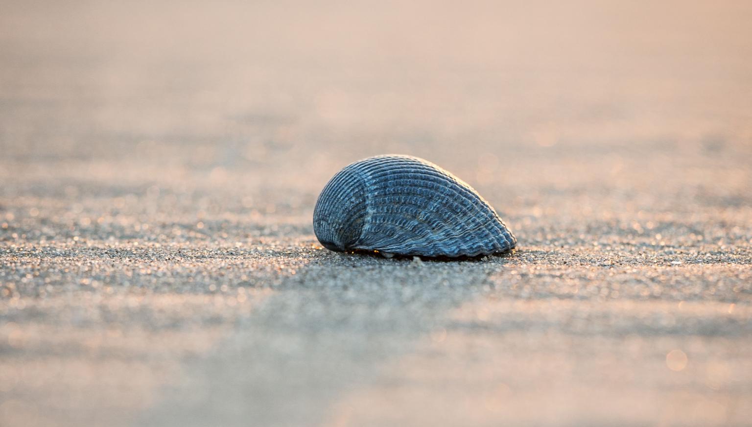 Massage - Bedrijvengids VVV Ameland