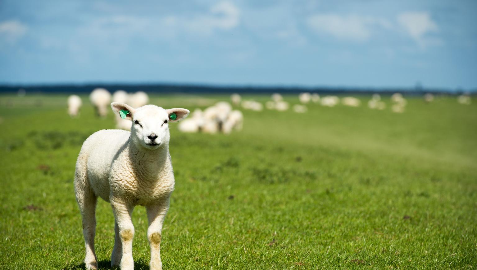 Groepsaccommodaties Ballum - VVV Ameland