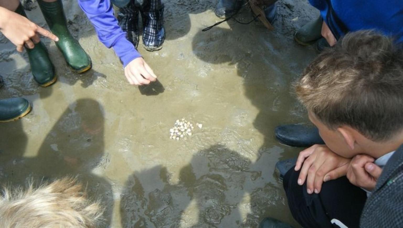 Mini wadexcursie - VVV Ameland