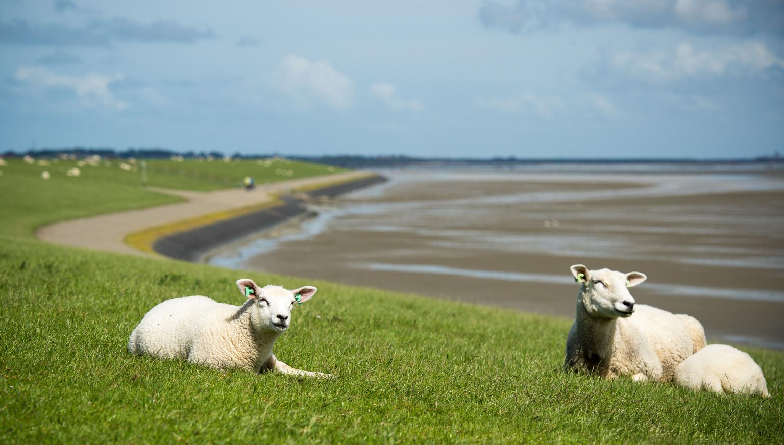 Vakantiehuizen Nes 7 of meer personen - VVV Ameland