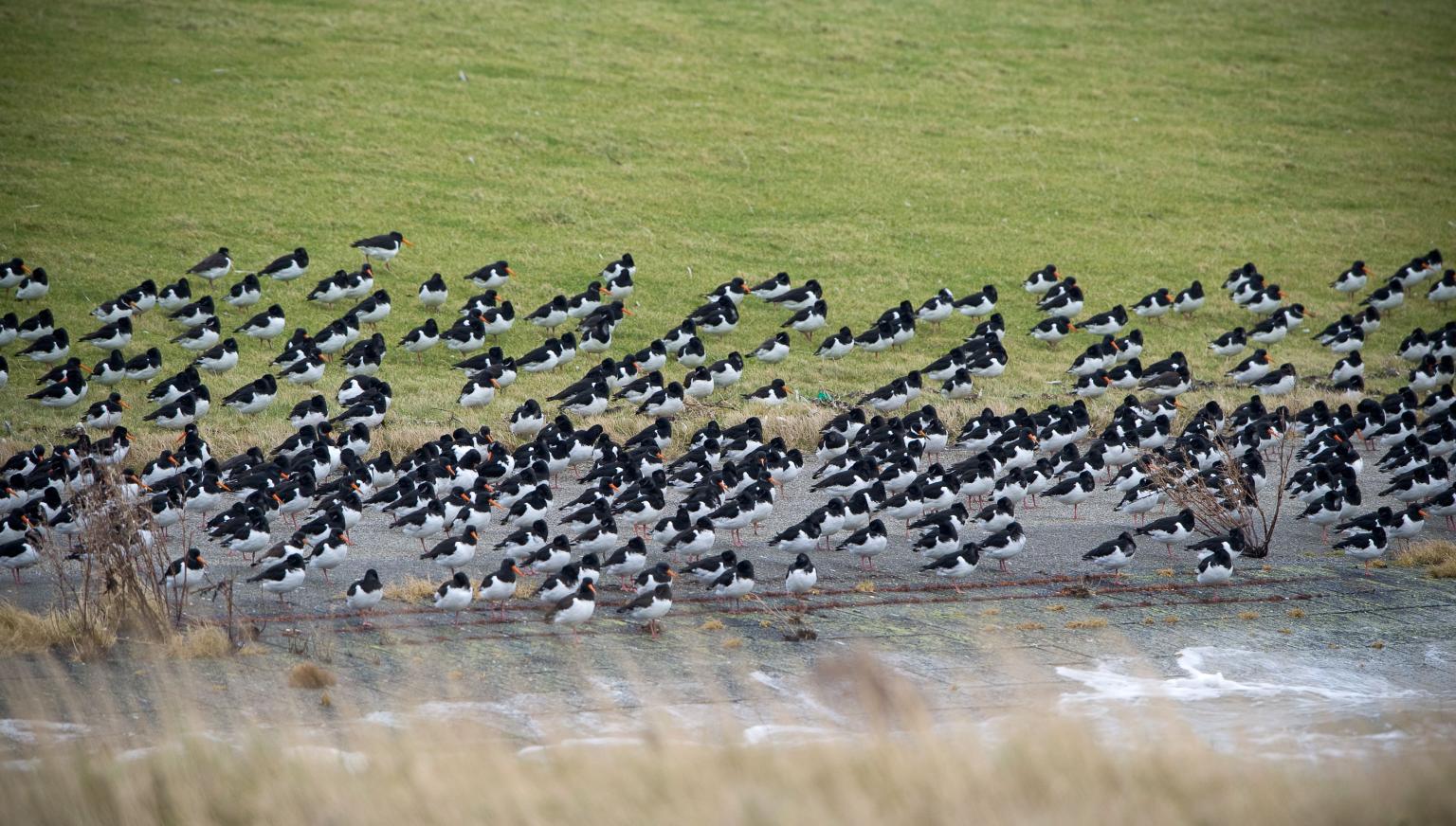 Accommodations with bird names Nes - VVV Ameland