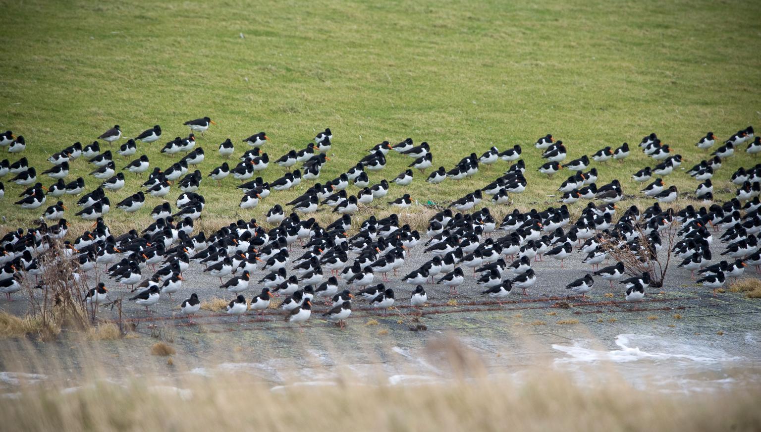 Accommodaties met vogelnaam Nes - VVV Ameland