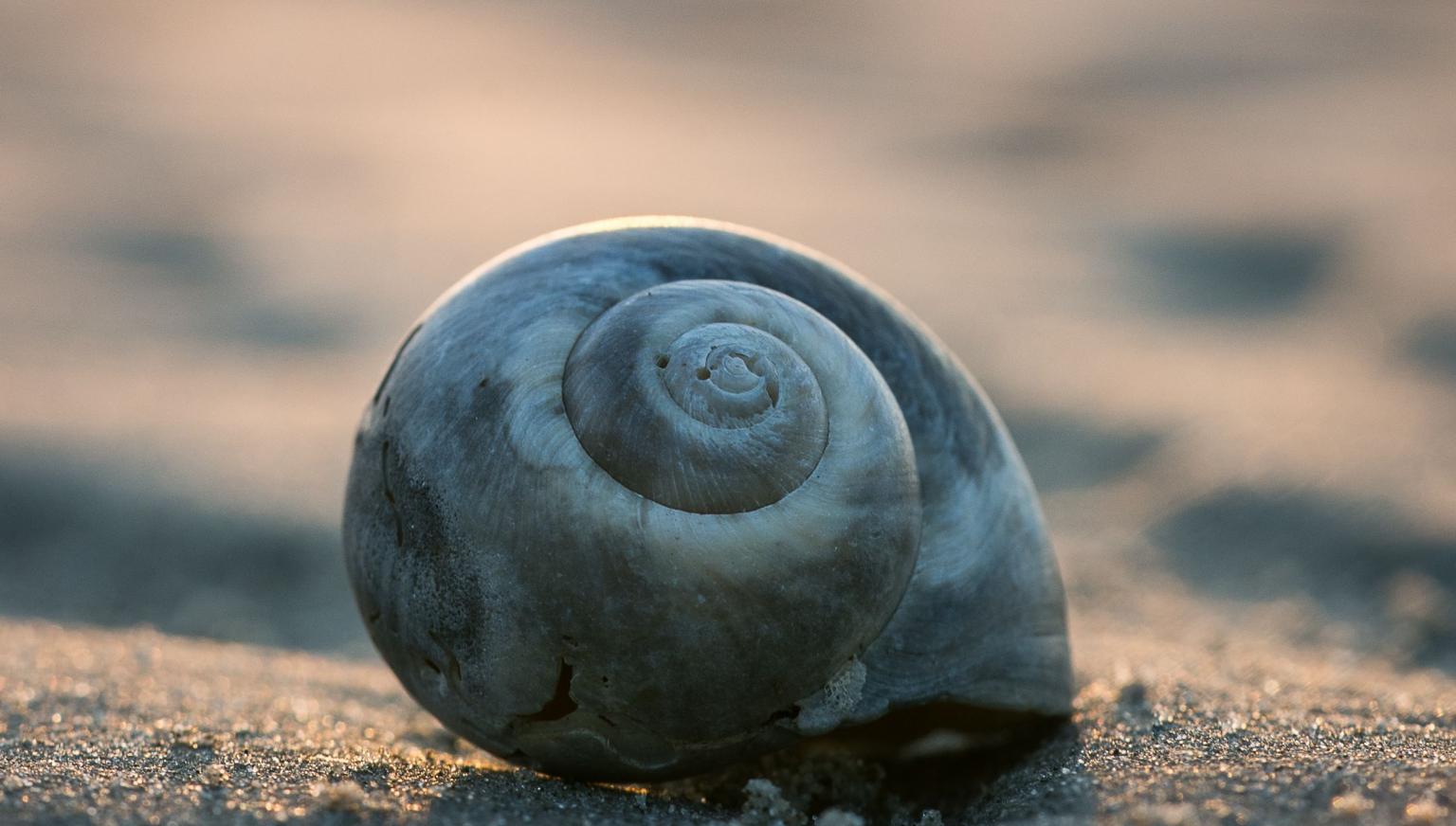 Meeuw Jonathan - VVV Ameland