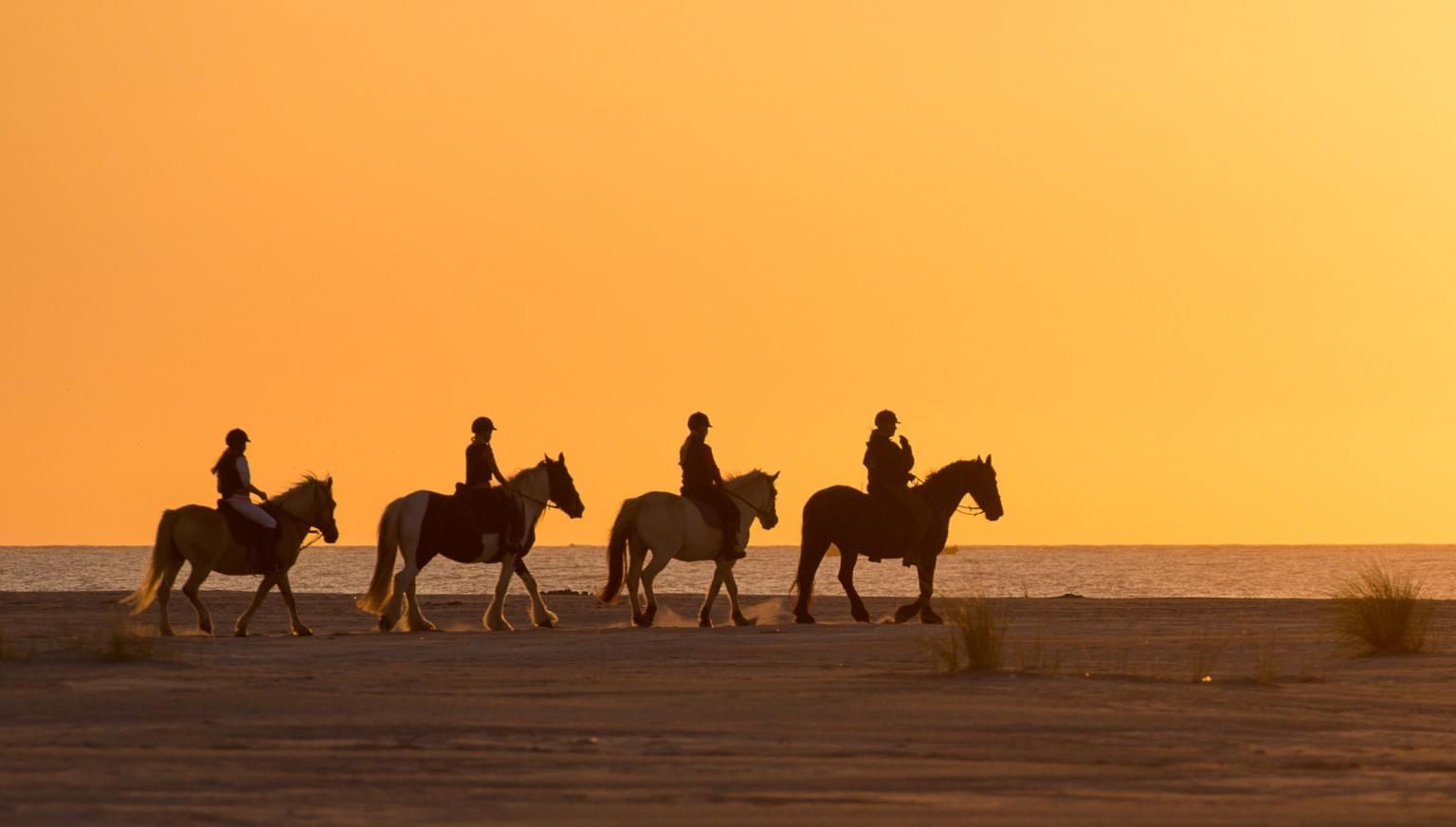 Paardrijden en huifkartochten - VVV Ameland