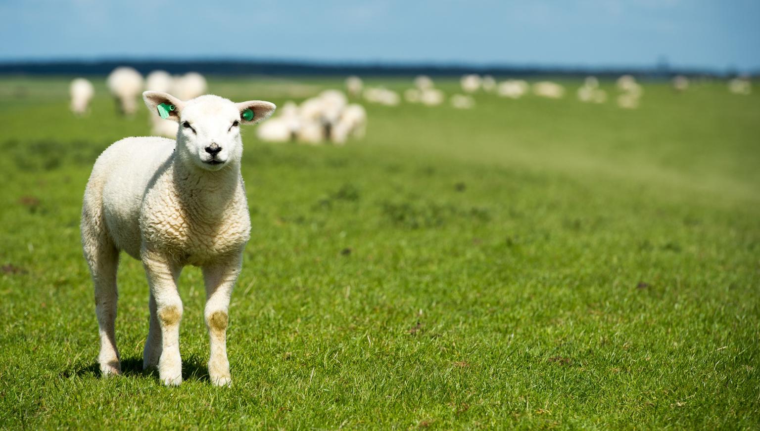 Veterinarian Ameland