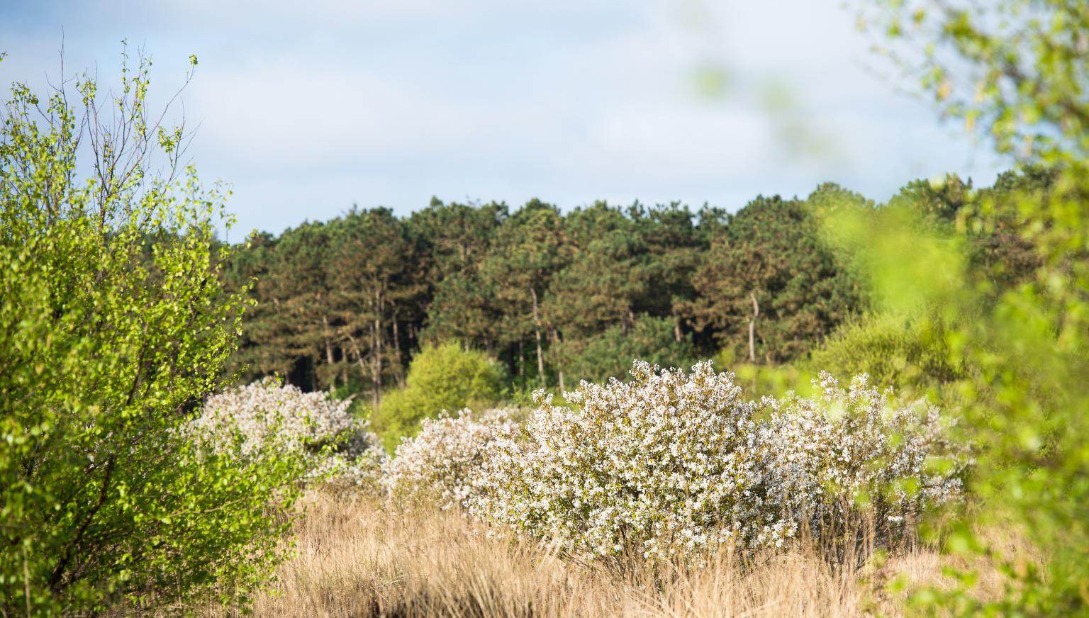 Forstverwaltung - VVV Ameland