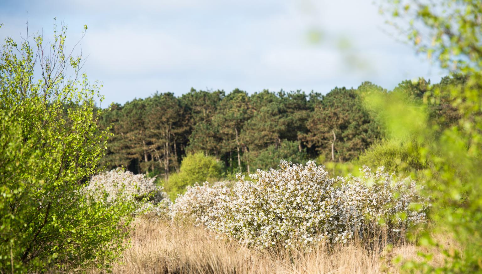 Staatsbosbeheer - VVV Ameland