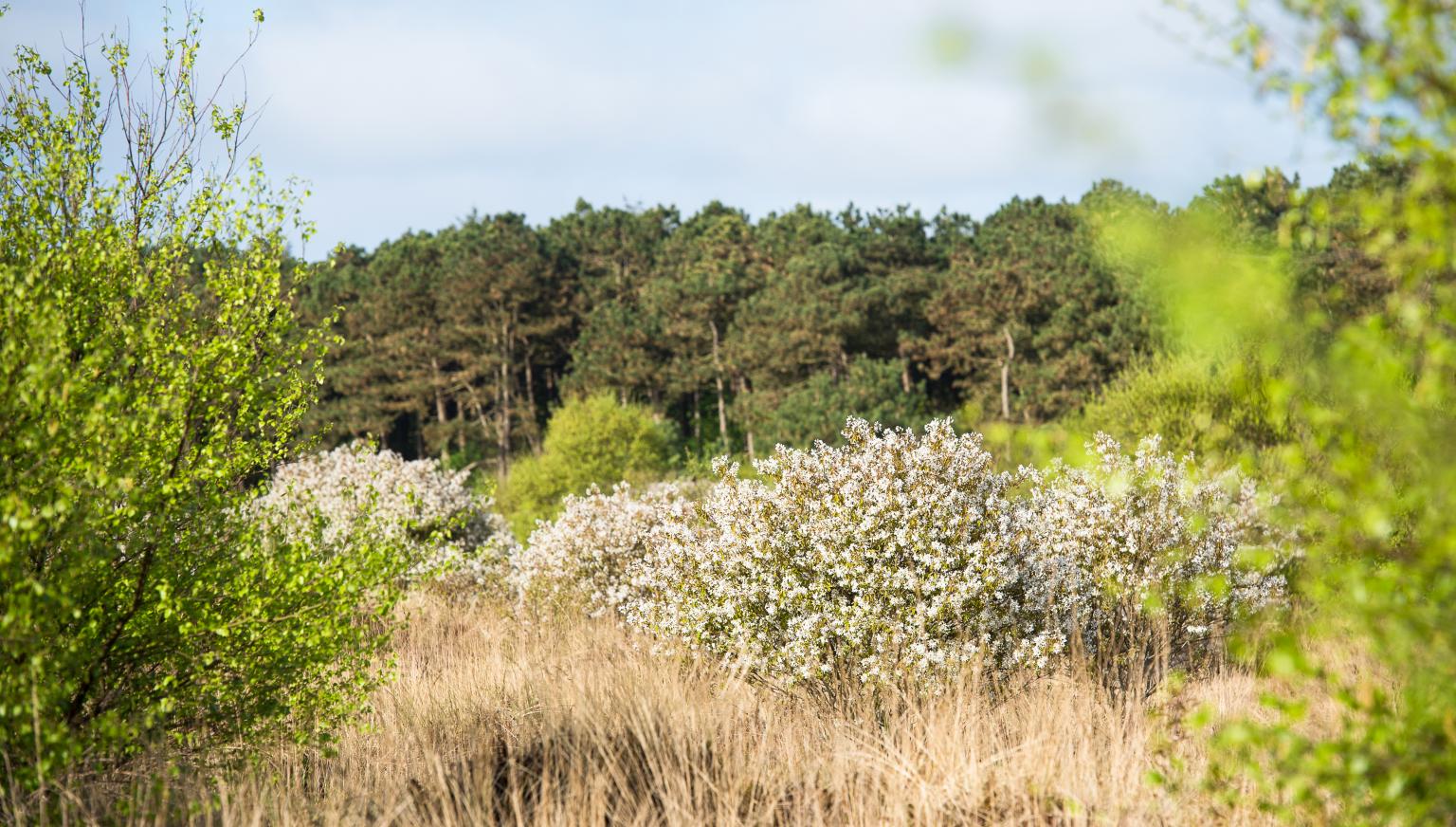 Forestry Commission - Tourist Information 