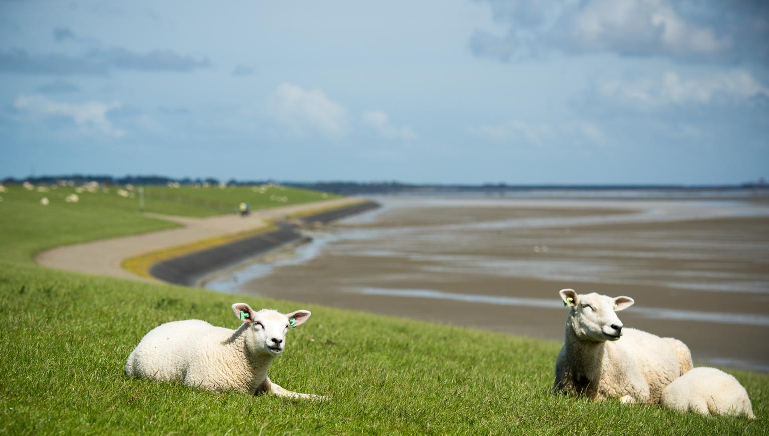 Taxivervoer - VVV Ameland